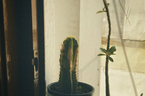 Gratis lagerfoto af botanisk, gryde, kaktus Lagerfoto
