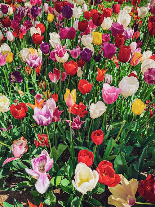 무료 꽃, 꽃 사진, 다채로운의 무료 스톡 사진