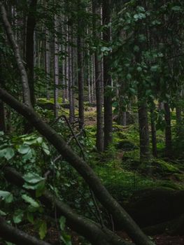 A tranquil forest scene featuring tall trees and lush green foliage, capturing the essence of nature.
