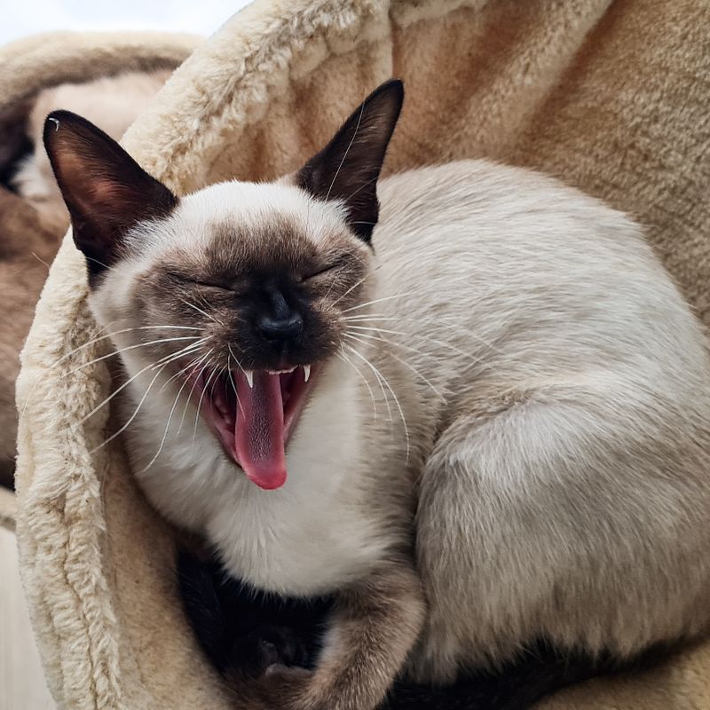 Cat's Best Topaklanan Bentonit Kedi Kumu 10L