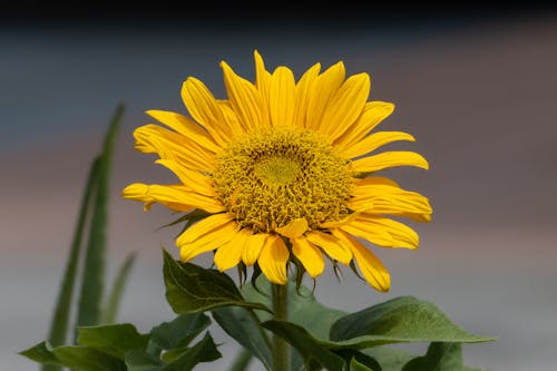 Základová fotografie zdarma na téma detail, flóra, kvést