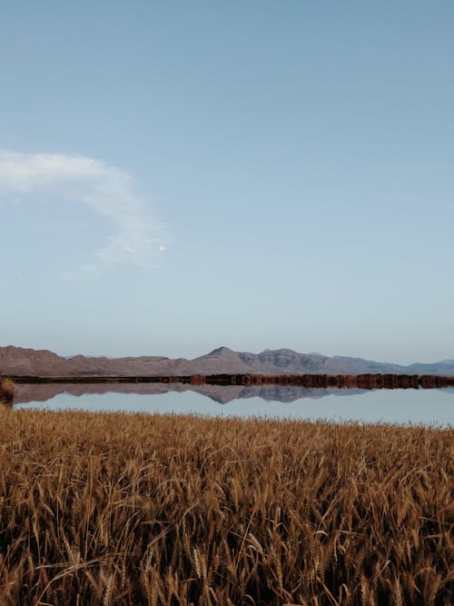 Brown Grass Field Near Body of Water