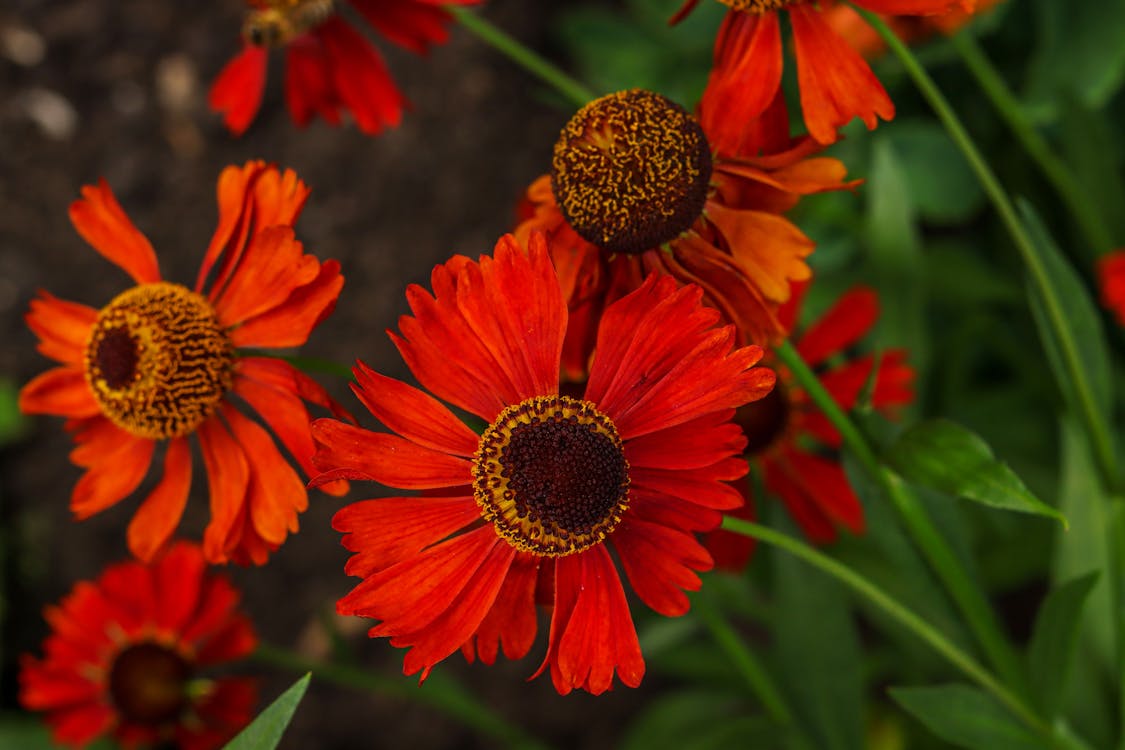Close-Up Photo of Orange Flowers