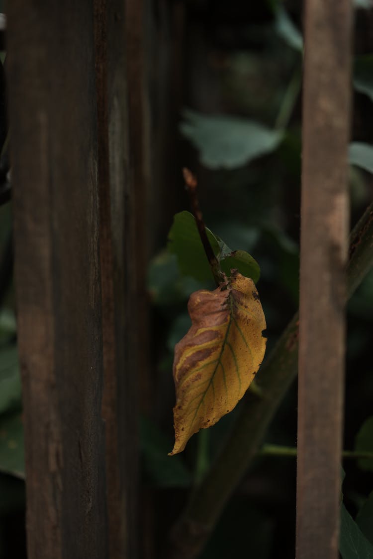 Branch With Drying Leaf