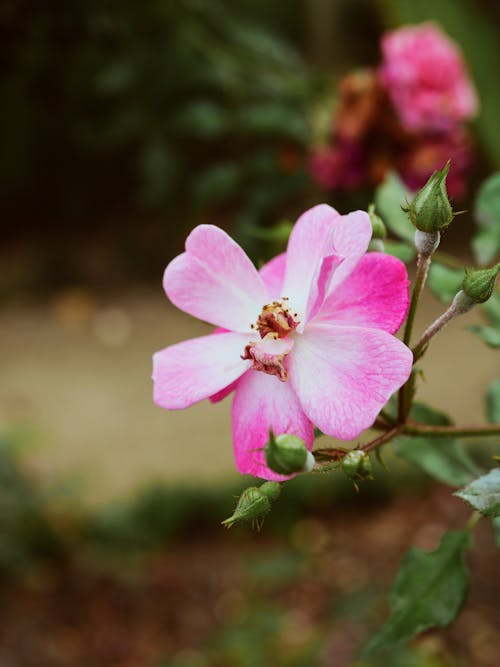 Pink Flowers with Petals