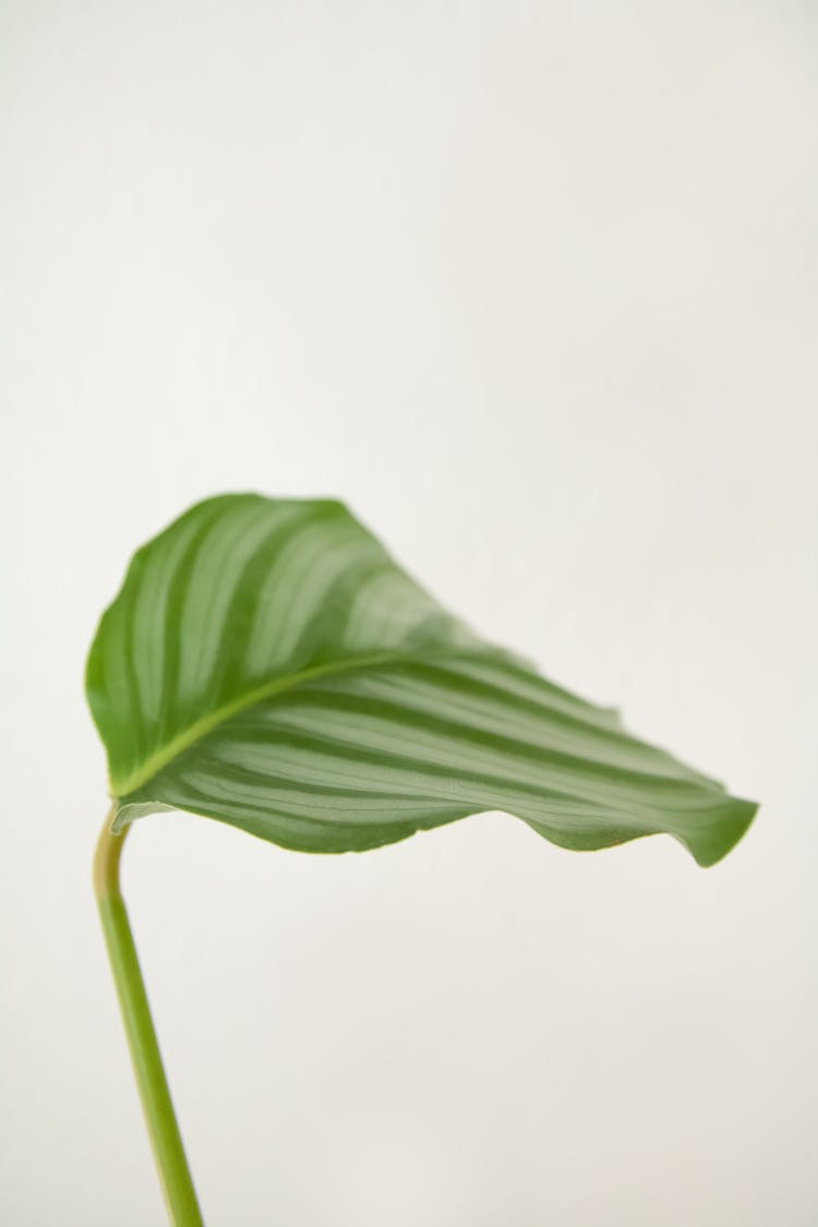 Calathea Orbifolia