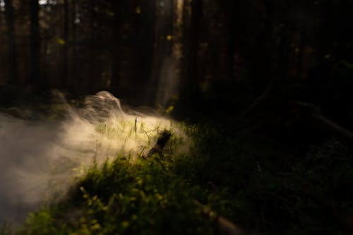 Fotobanka s bezplatnými fotkami na tému čerstvý, dno, dym