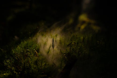 Fotos de stock gratuitas de botánica, crecimiento, espeluznante