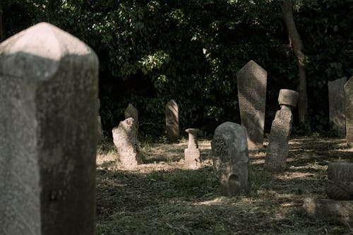 Foto profissional grátis de cemitério, covas, floresta