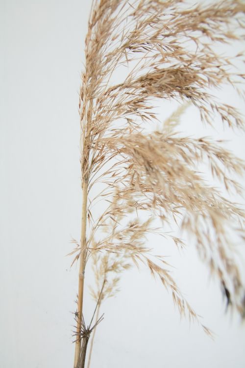 Free Minimalist image of dried wheat showcasing natural texture and elegance. Stock Photo