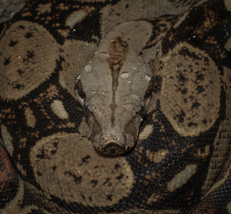 Close Up Of Snake Head