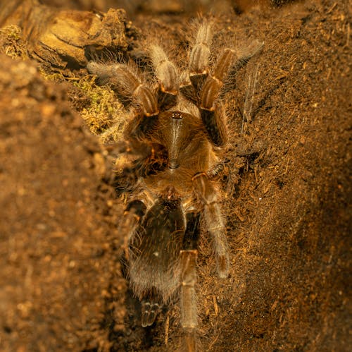 Foto profissional grátis de animal, aracnídeo, aranha