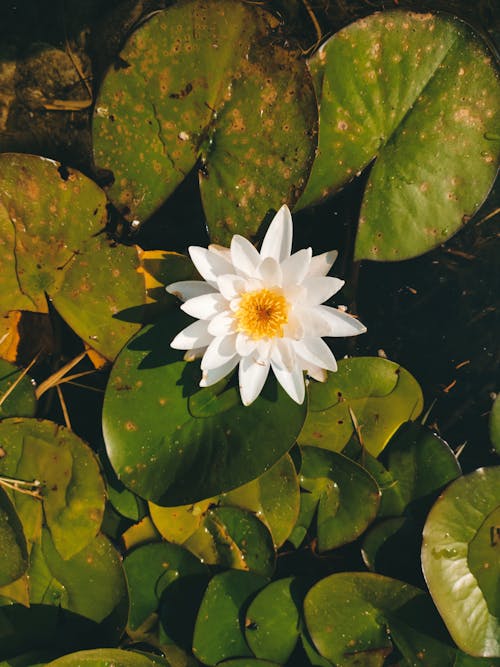 Gratuit Imagine de stoc gratuită din floare, floare înflorită, floră Fotografie de stoc