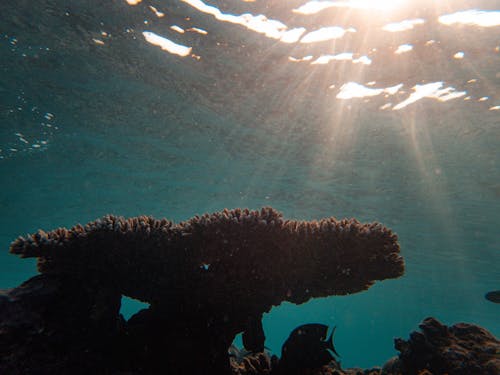 Underwater Photography of a Coral Reef  in Water with Sunrays