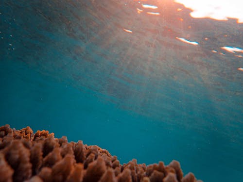 Foto d'estoc gratuïta de coralls, escull de corall, fotografia de natura