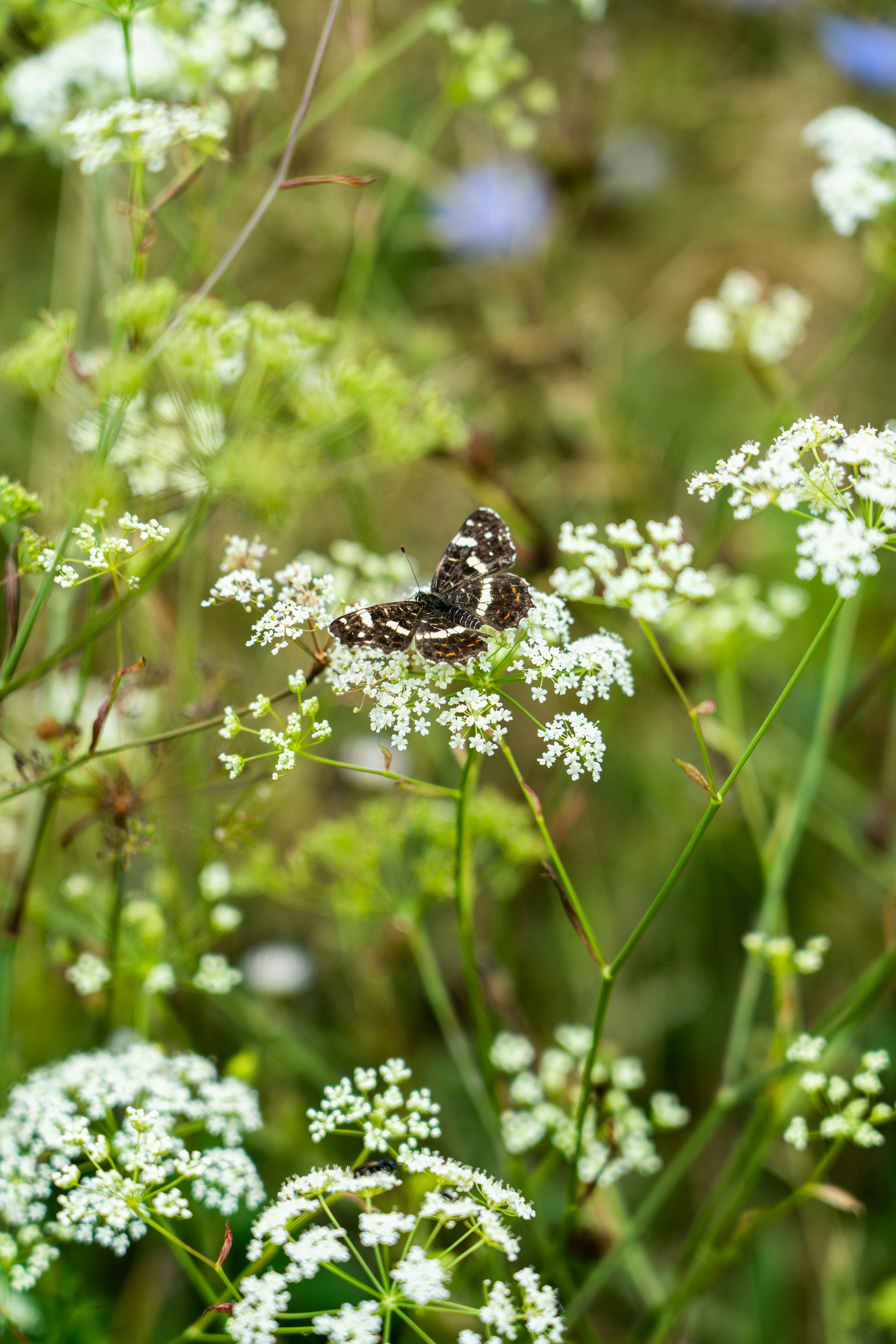 A butterfly perched on white wildflowers in a sunlit summer meadow.