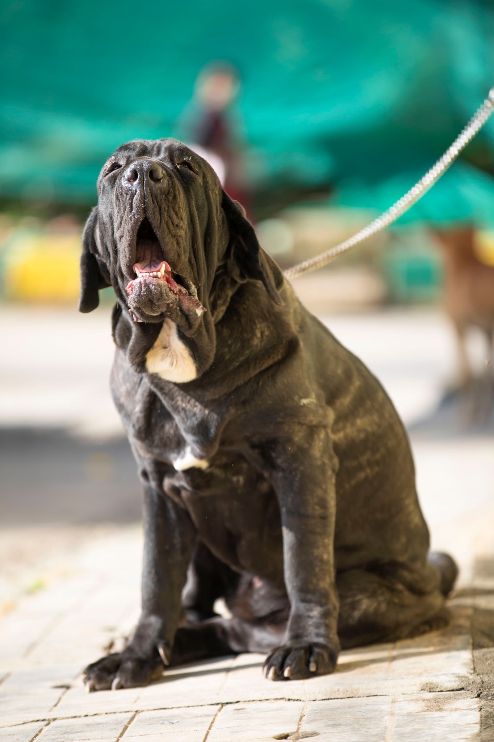 Adult Neapolitan Mastiff with pronounced facial wrinkles, photo on Pexels
