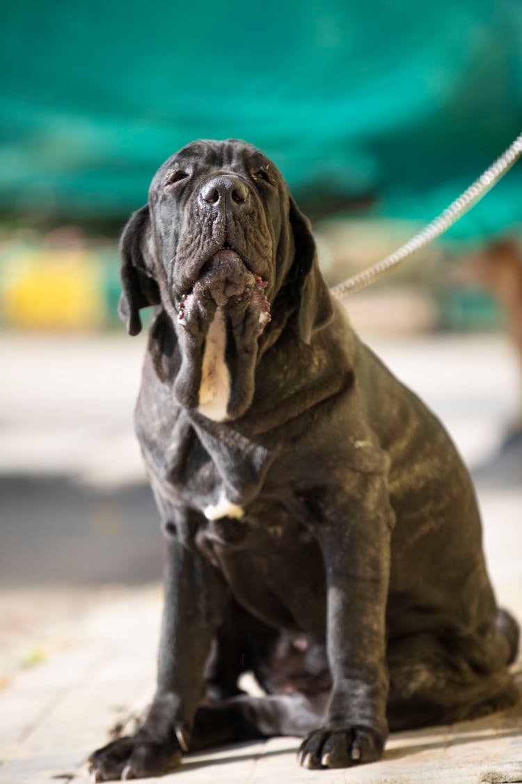 Neapolitan Mastiff