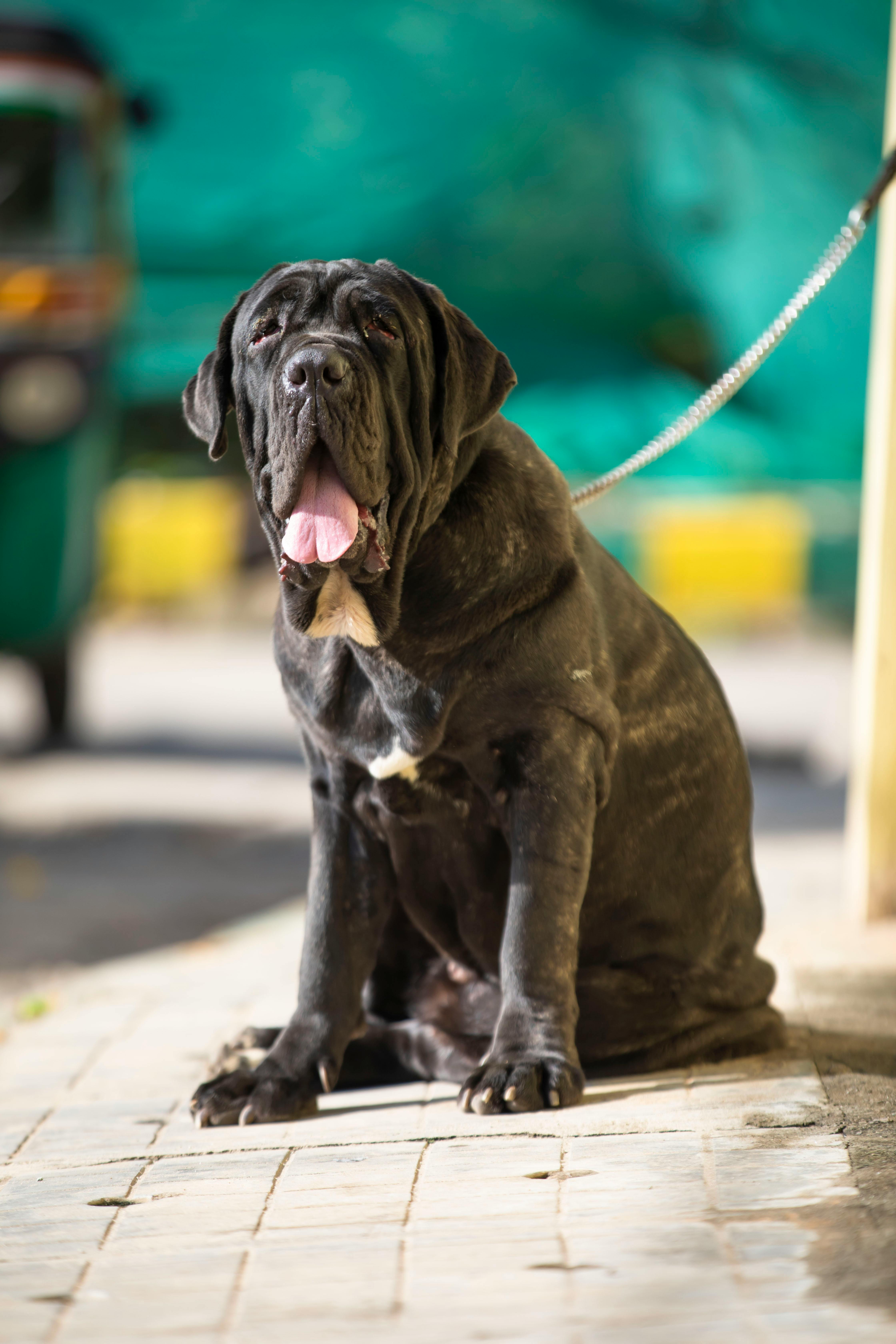 Neapolitan Mastiff image