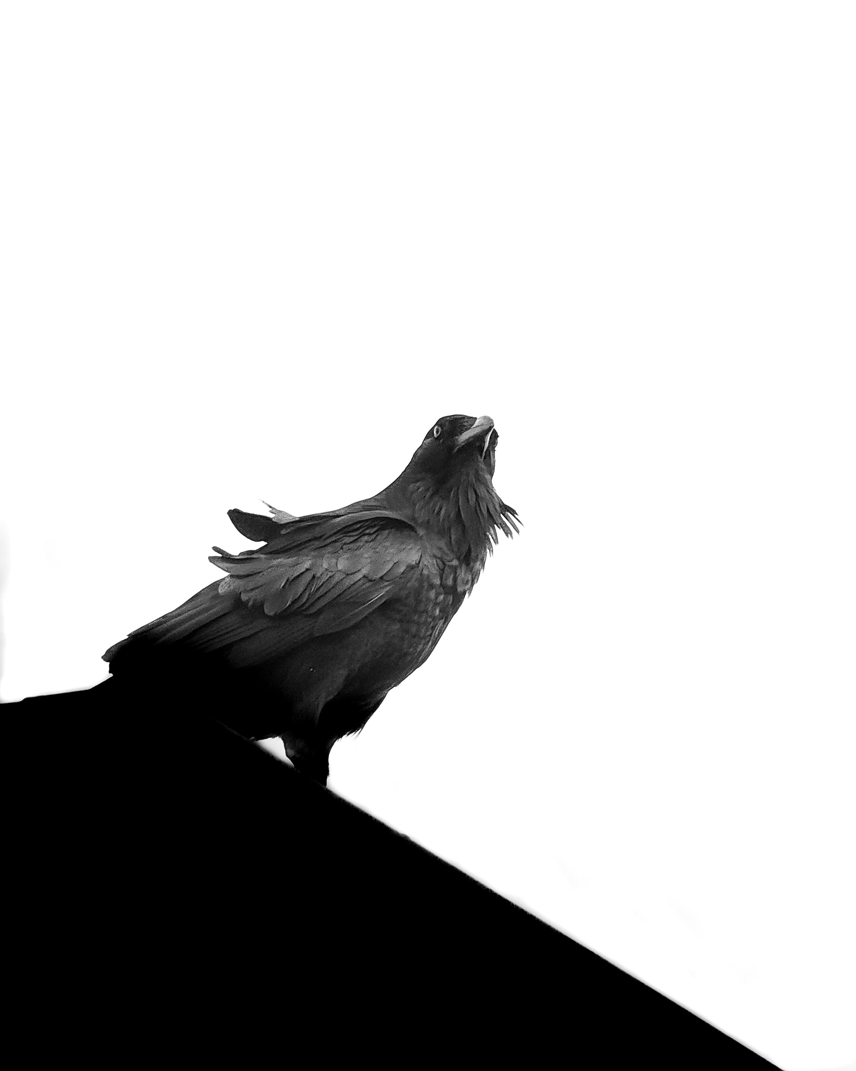 Mohamed Abdelsadig 写真