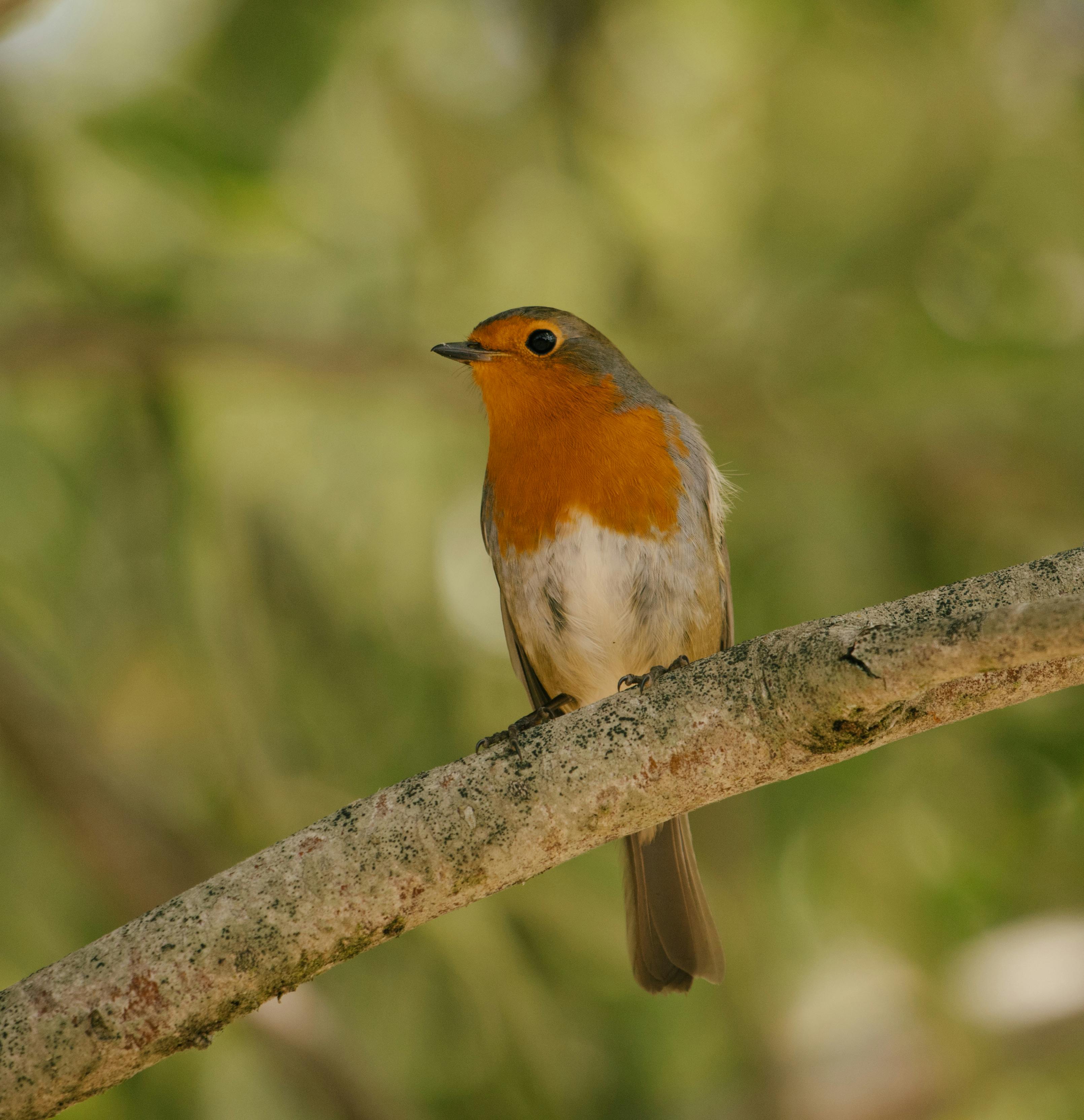 White and Yellow Bird Perched on Tree Branch · Free Stock Photo