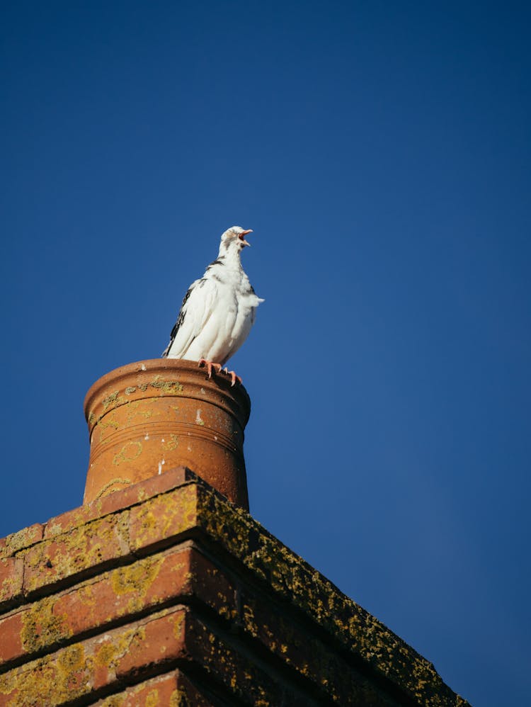 Low Angle Shot Of Homing Pigeon