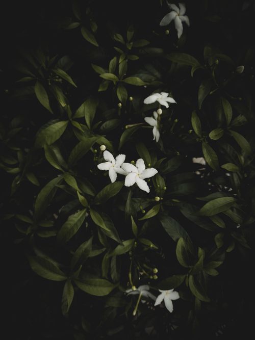 Free Close-up of jasmine flowers surrounded by green leaves in Ulipur, Bangladesh. Stock Photo