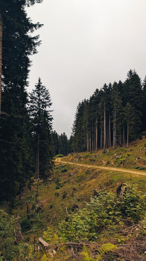 Unpaved Pathway between Trees