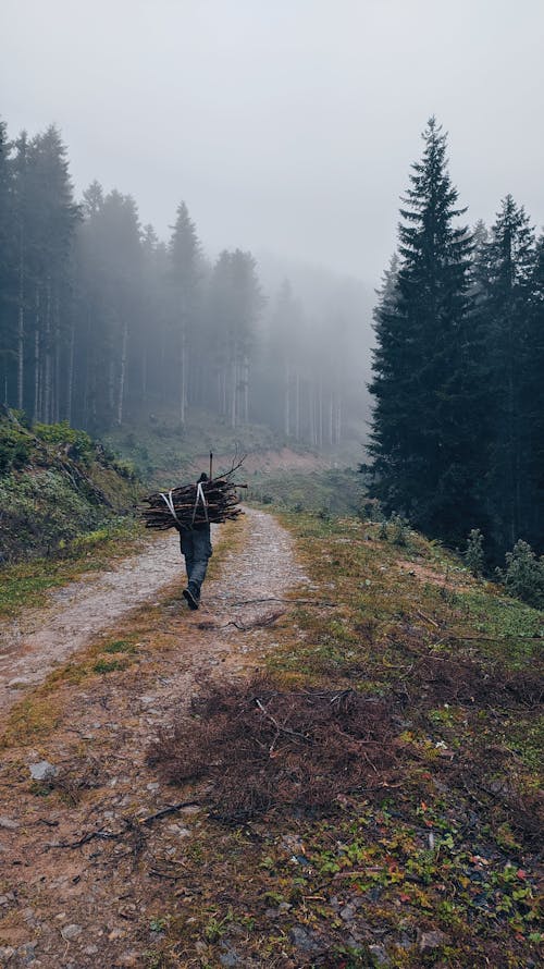 Backview of Person carrying Twigs while walking in an Unpaved Road 