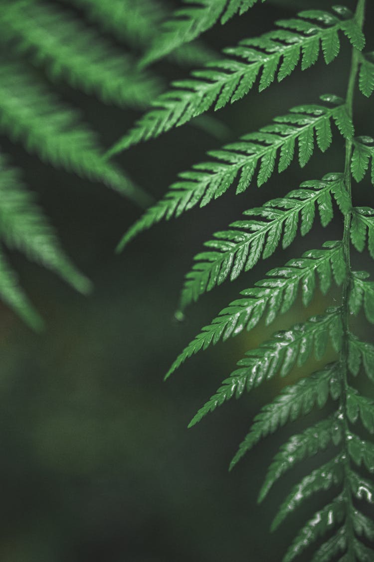 Macro Photography Of Fern Leaves