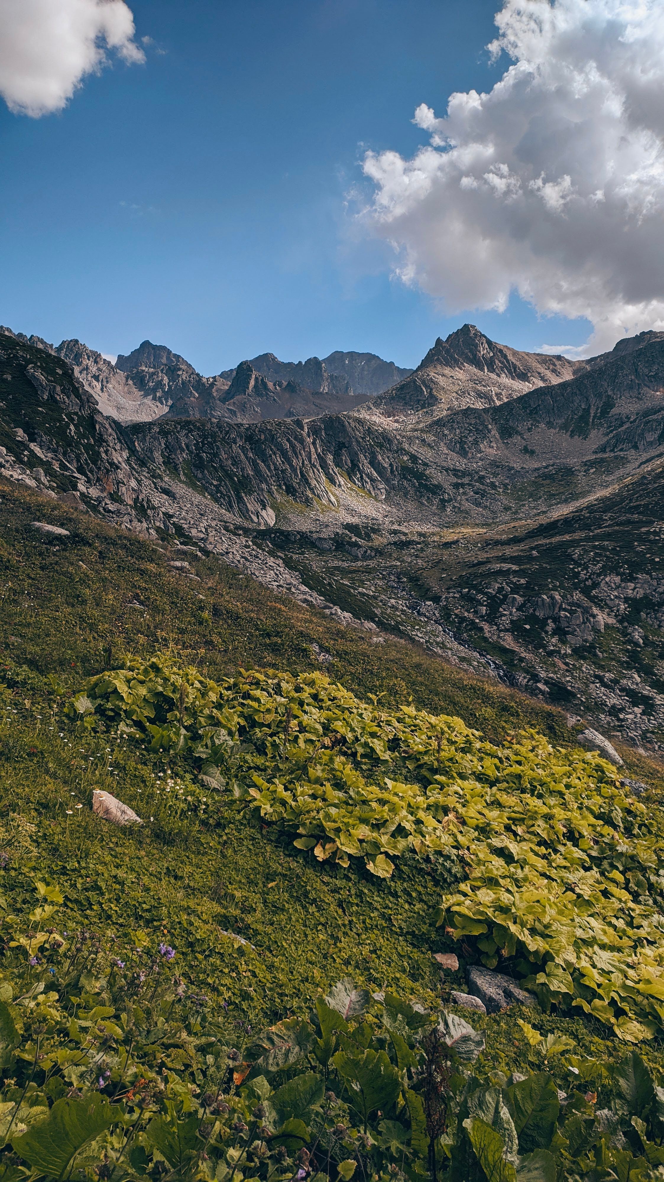 A tranquil mountain meadow with lush greenery and stunning peaks under a blue sky.