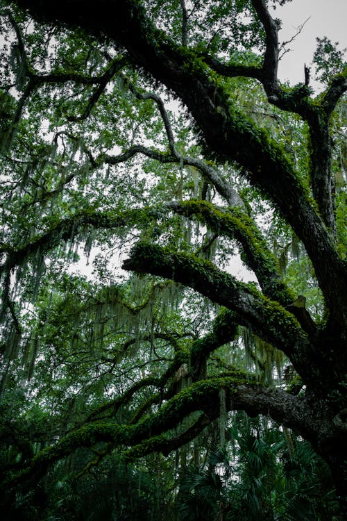 Fotobanka s bezplatnými fotkami na tému machovitý, vetvy stromu, zelený strom