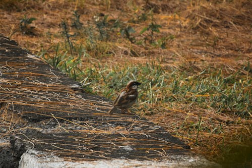 Gratis stockfoto met moineau, natuur, oiseau