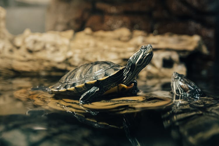 Two Small Turtles In Water