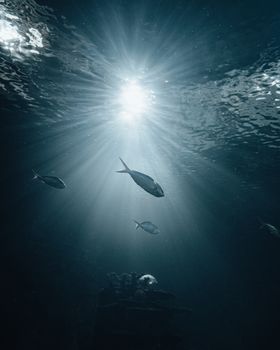 Stunning underwater scene with fish swimming under rays of sunlight, creating a serene marine atmosphere.