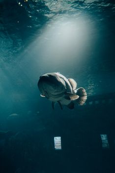 A tranquil scene of a fish swimming underwater, illuminated by beams of sunlight.