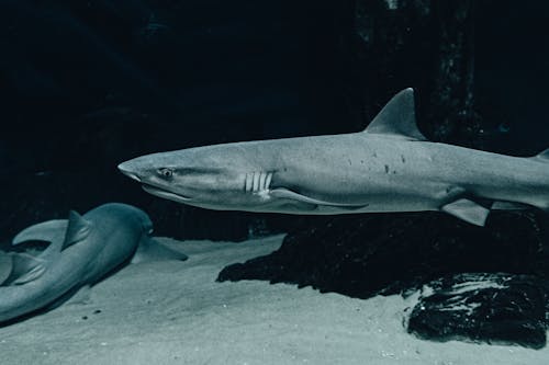 Безкоштовне стокове фото на тему «акули, небезпека, під водою»