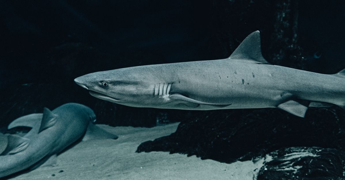 shark attack