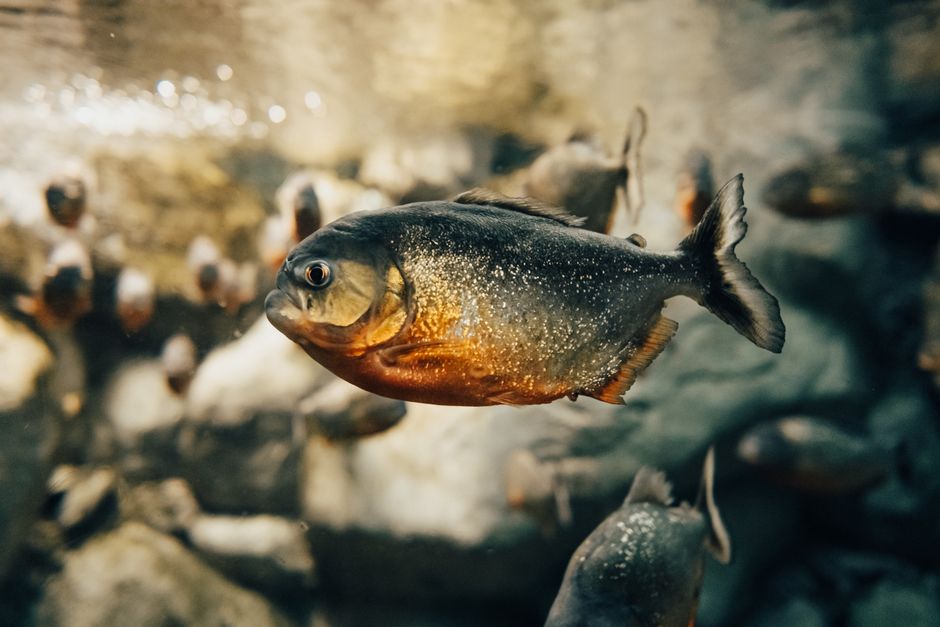 Rare Fish Rediscovered Papua New Guinea