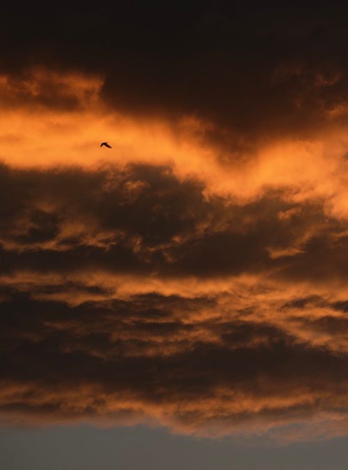 Free A bird silhouetted against orange clouds during sunset in Tirana, Albania. Stock Photo