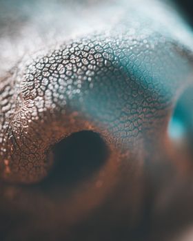 Detailed macro shot showing the textured surface of an animal's nose, highlighting its unique patterns.