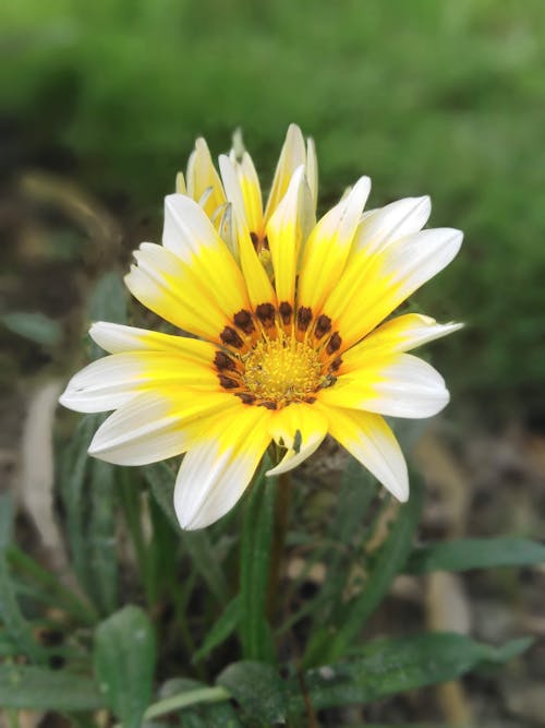 Foto d'estoc gratuïta de enfocament selectiu, flor, natura