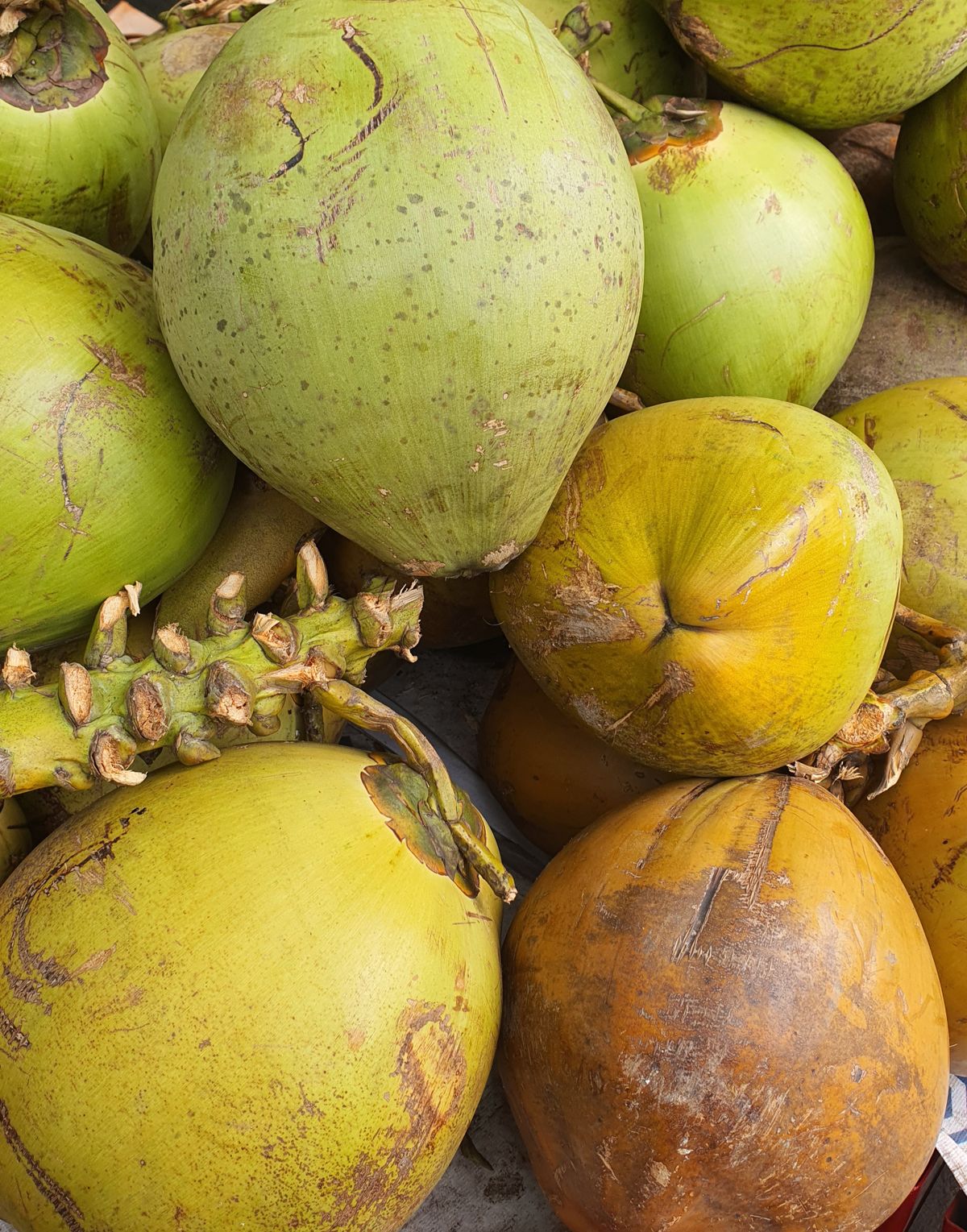 Timbunan kelapa muda hijau yang baru sampai untuk bekalan borong