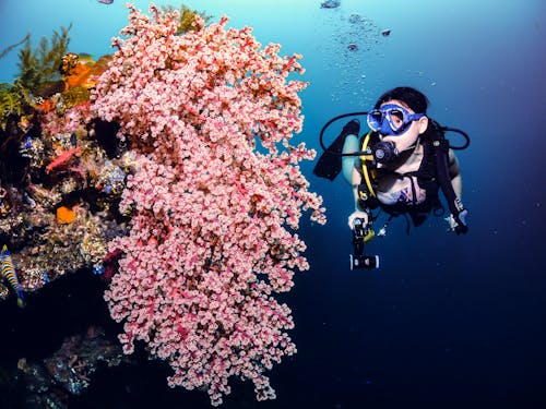grátis Foto profissional grátis de aventura, embaixo da água, esportes aquáticos Foto profissional