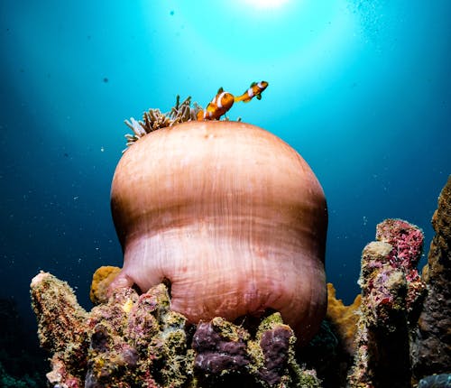 Immagine gratuita di anemone di mare, astratto, azzurro