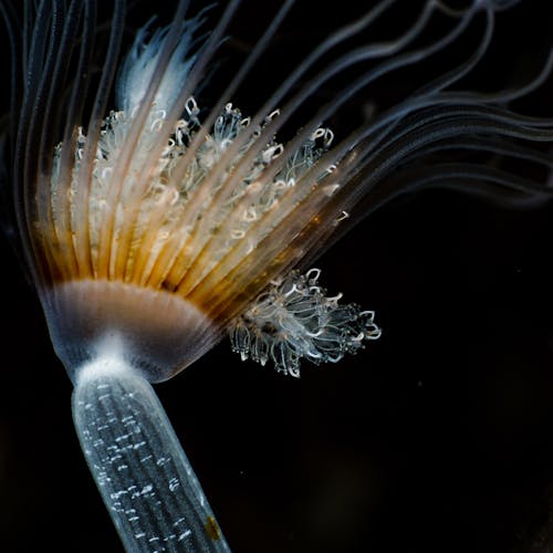 Immagine gratuita di animale marino, creatura marina, fotografia subacquea