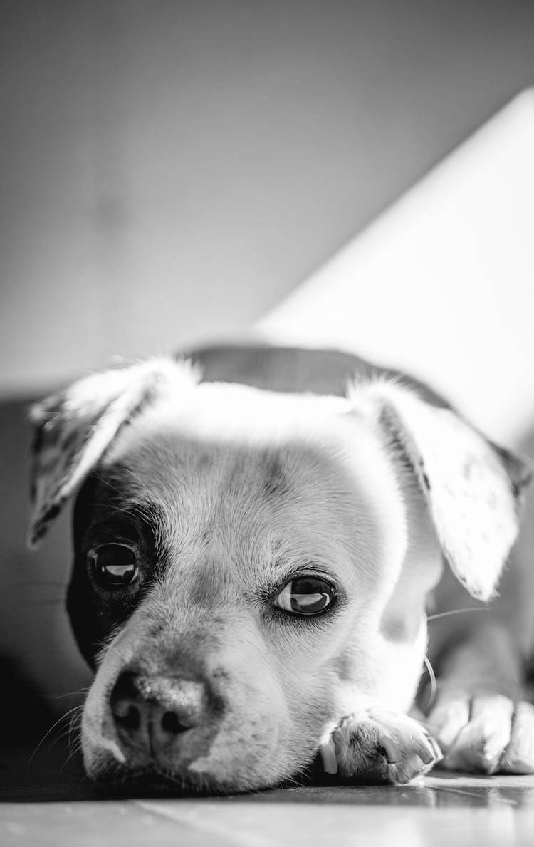 Grayscale Photo Of Jack Russell Terrier