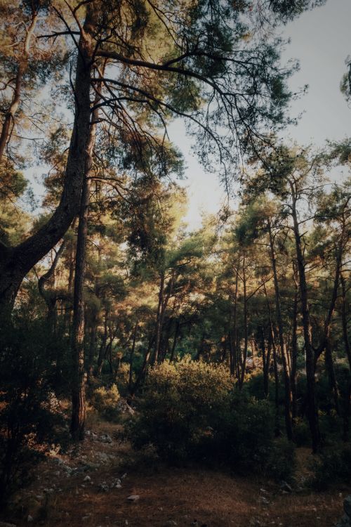 Free Peaceful forest scene with tall trees and sunlight filtering through leaves. Stock Photo