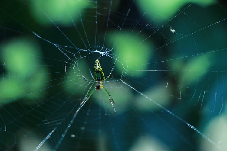 Spider On Web In Close-up Photography