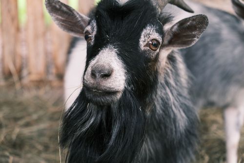 Free Detailed close-up of a pygmy goat with a rustic barn backdrop, showcasing its unique features. Stock Photo